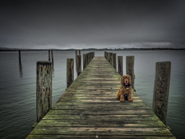 Dog On Dock
