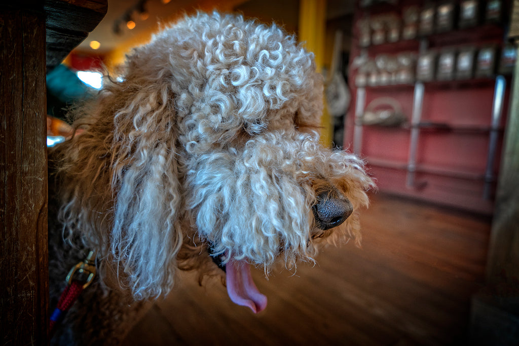 Yawning Dog 2