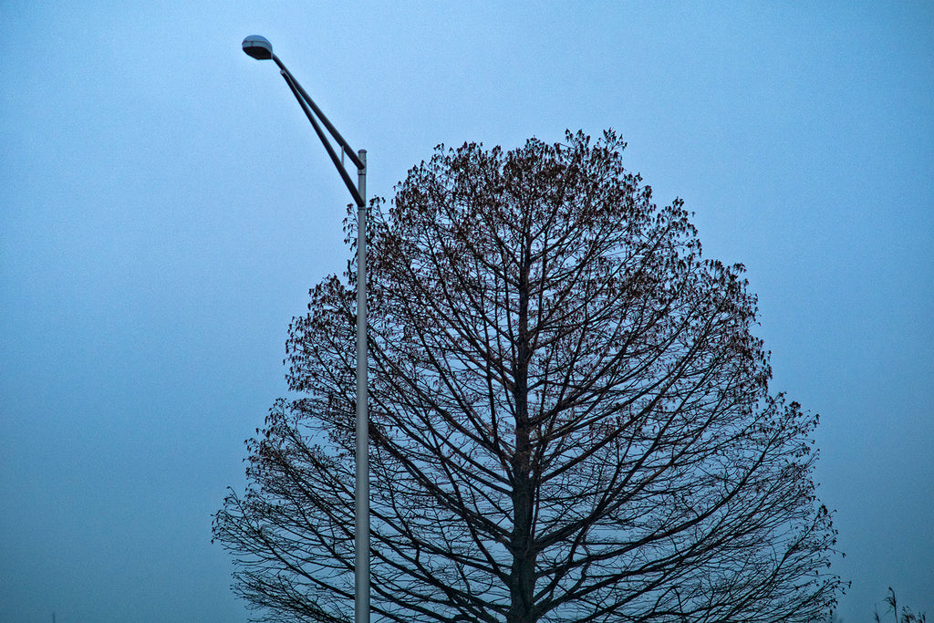 Tree and Lampost