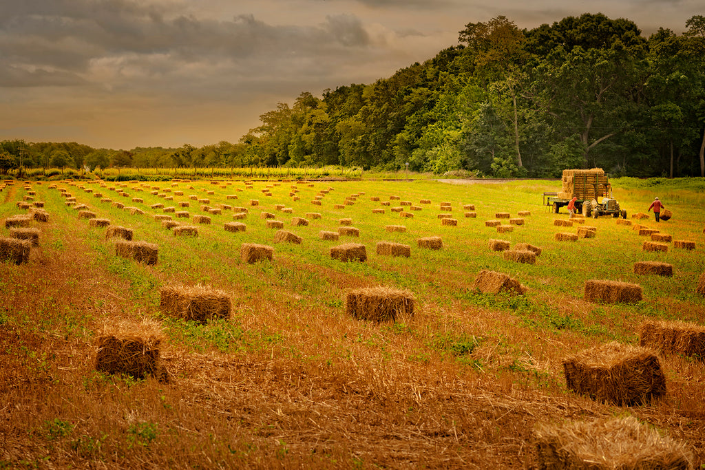 Harvesting Hay