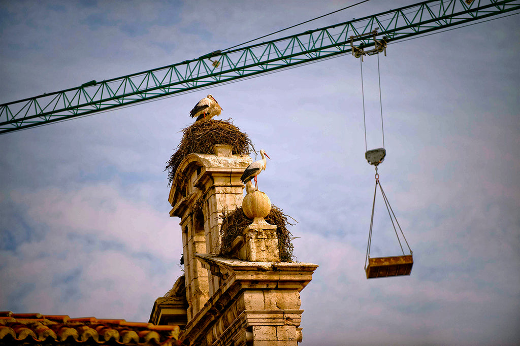 Crane With Cranes