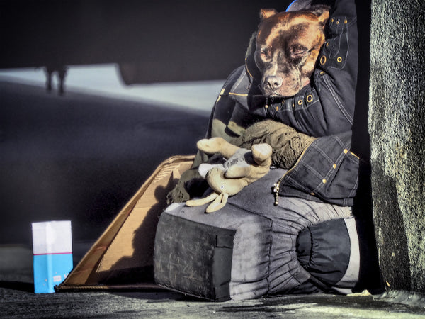 Dog In Coat