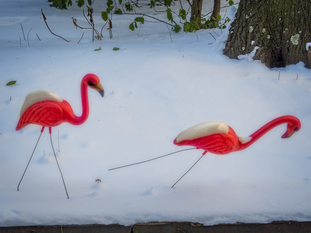 Frozen Flamingo