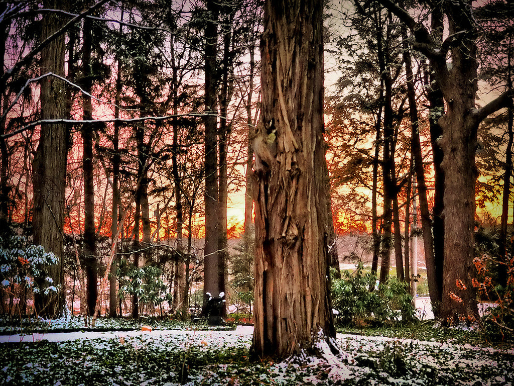 Trees at Sunset