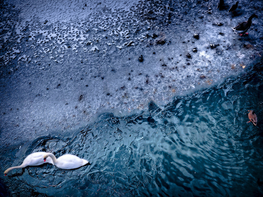 Frozen Pond