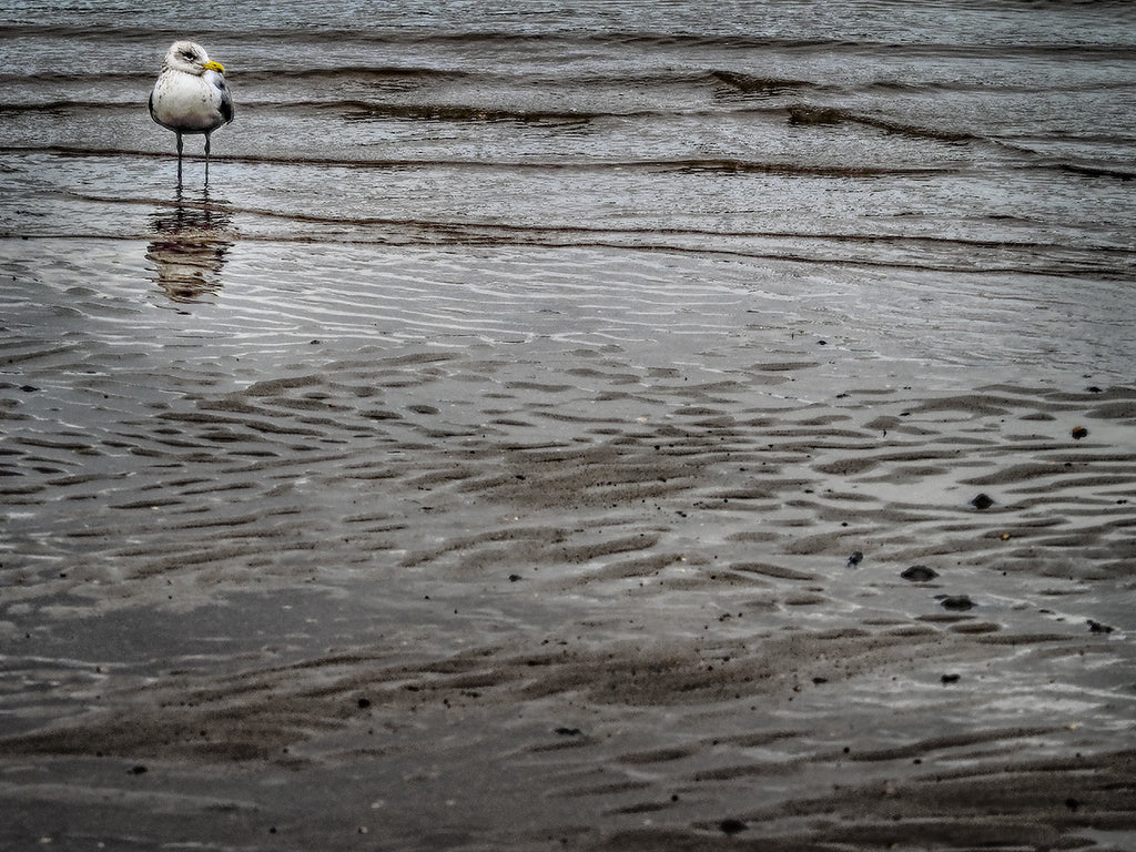 Low Tide