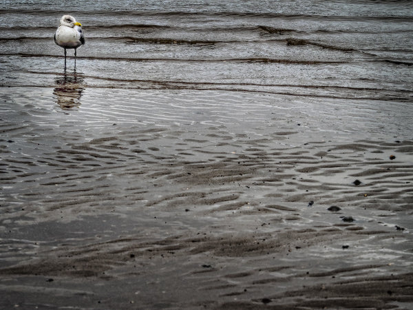 Low Tide