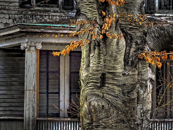 Haunted Tree