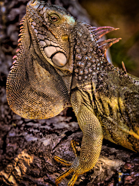 Lizard