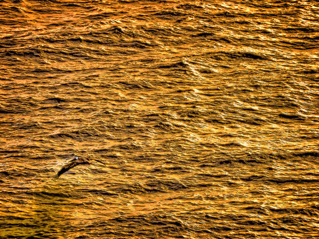 Pelican Over Waves
