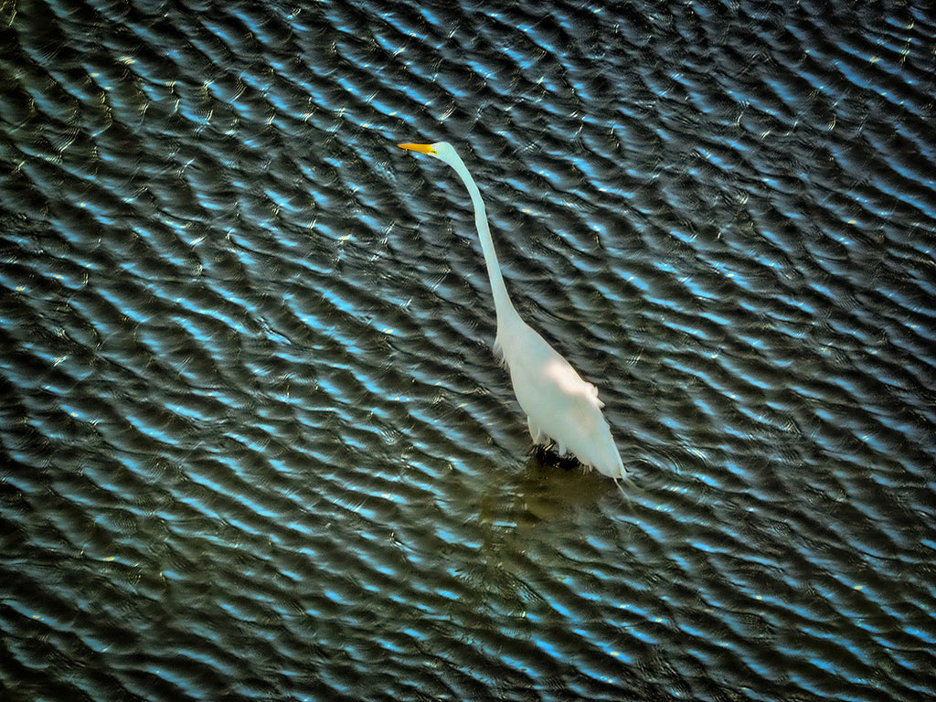 White Bird