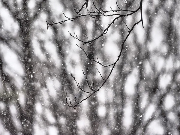 Falling Snow