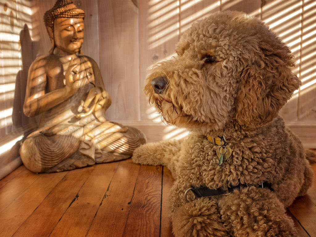 Doodle And Buddha