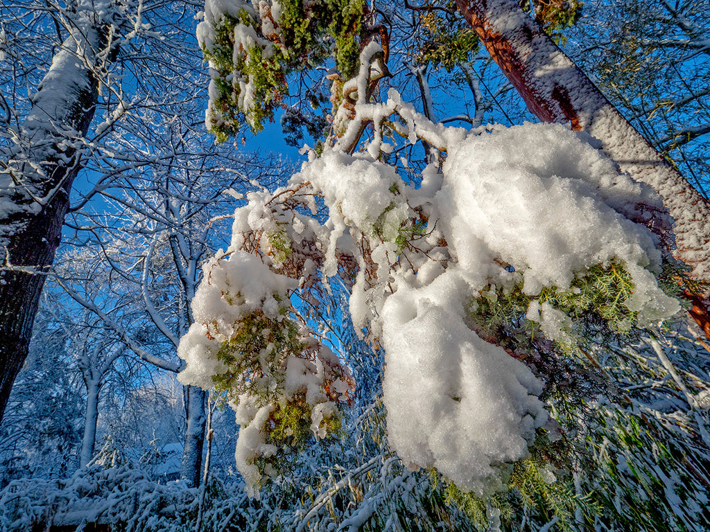 Frozen Pine