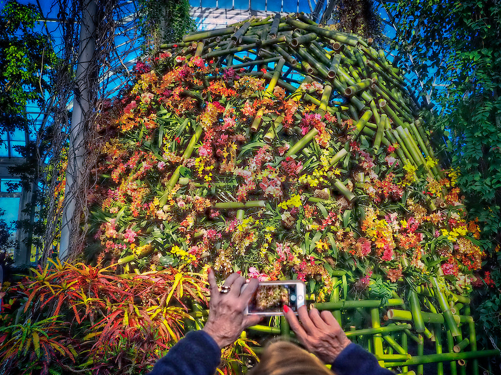 Orchid Mound