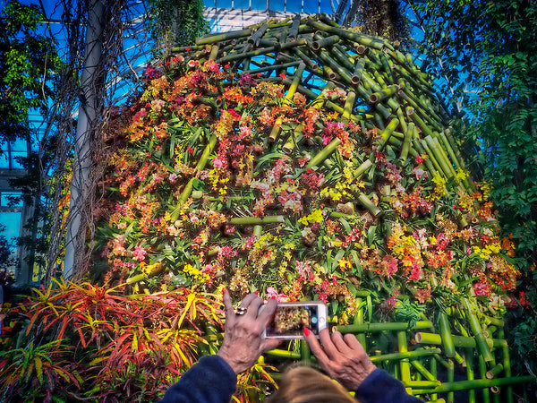 Orchid Mound