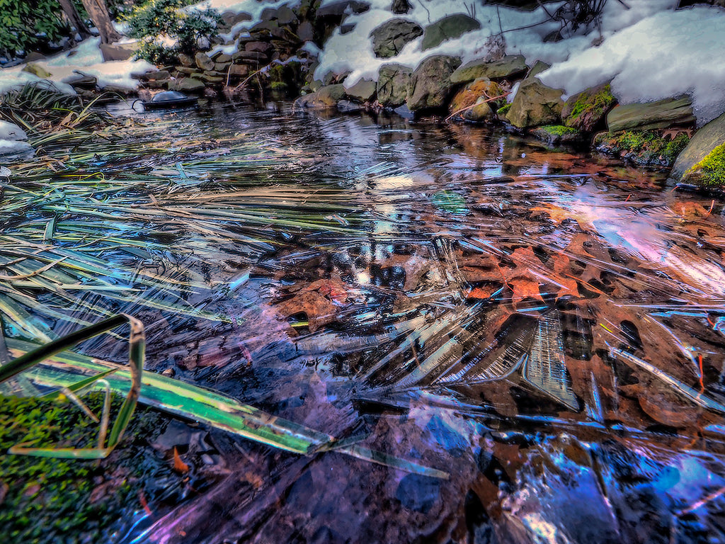 Leaves In Frozen Pond