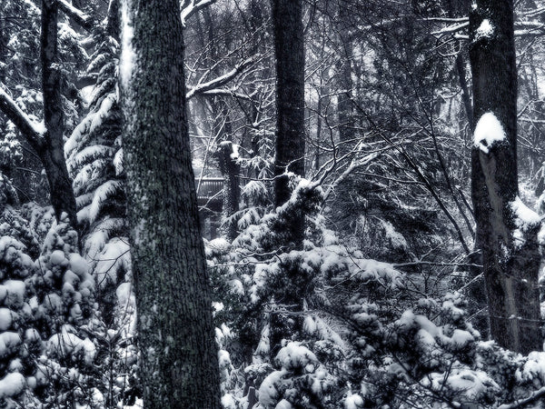 Spring Snow