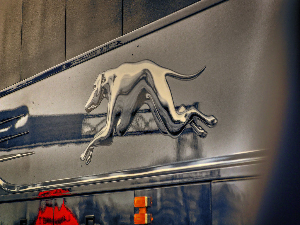 Greyhound
