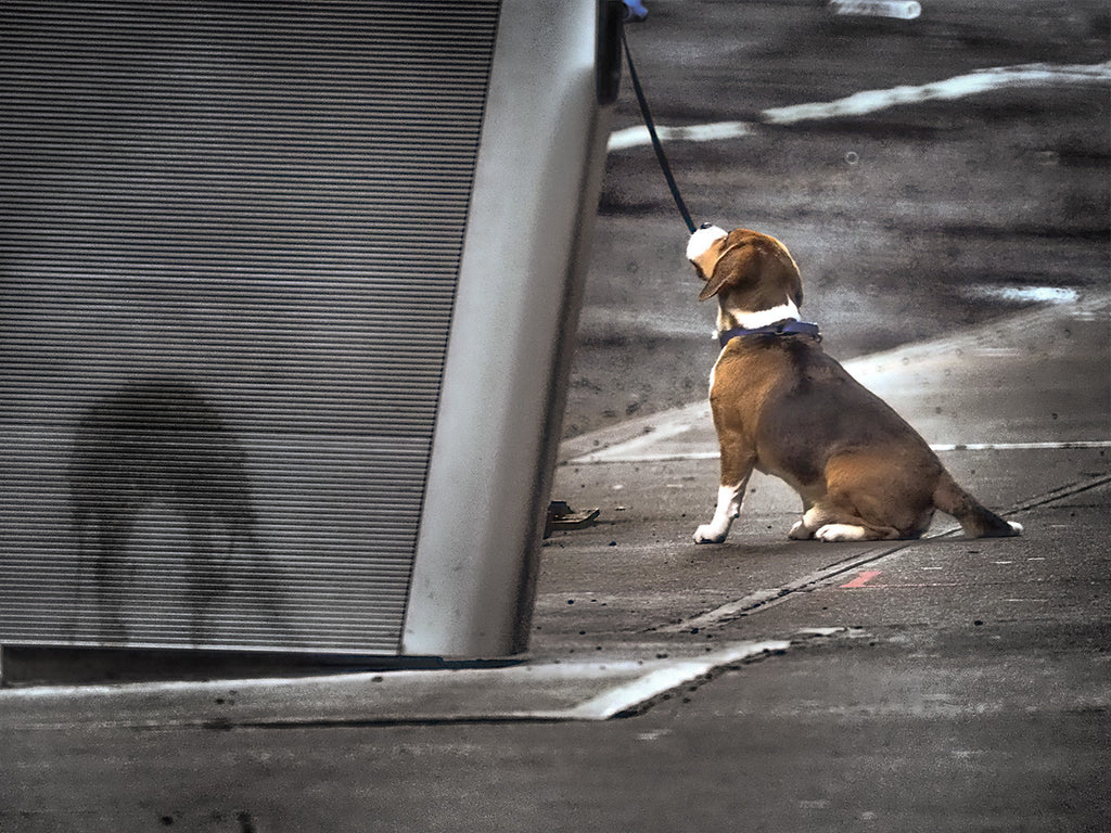 Sitting Dog Standing Stain