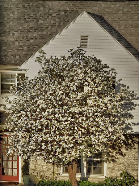 White Tree