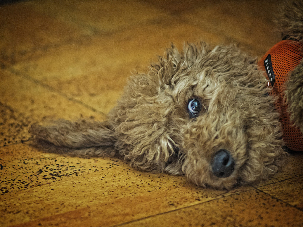 Crazy Dog