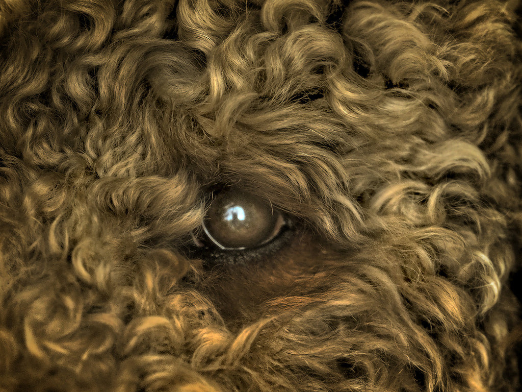 Eye of the Dog