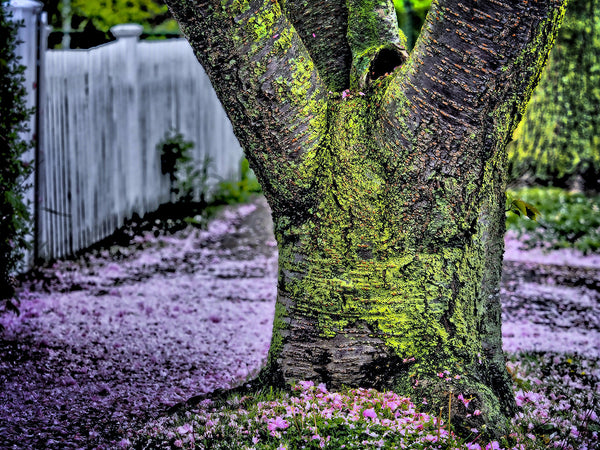 Green Tree Pink Sidewalk