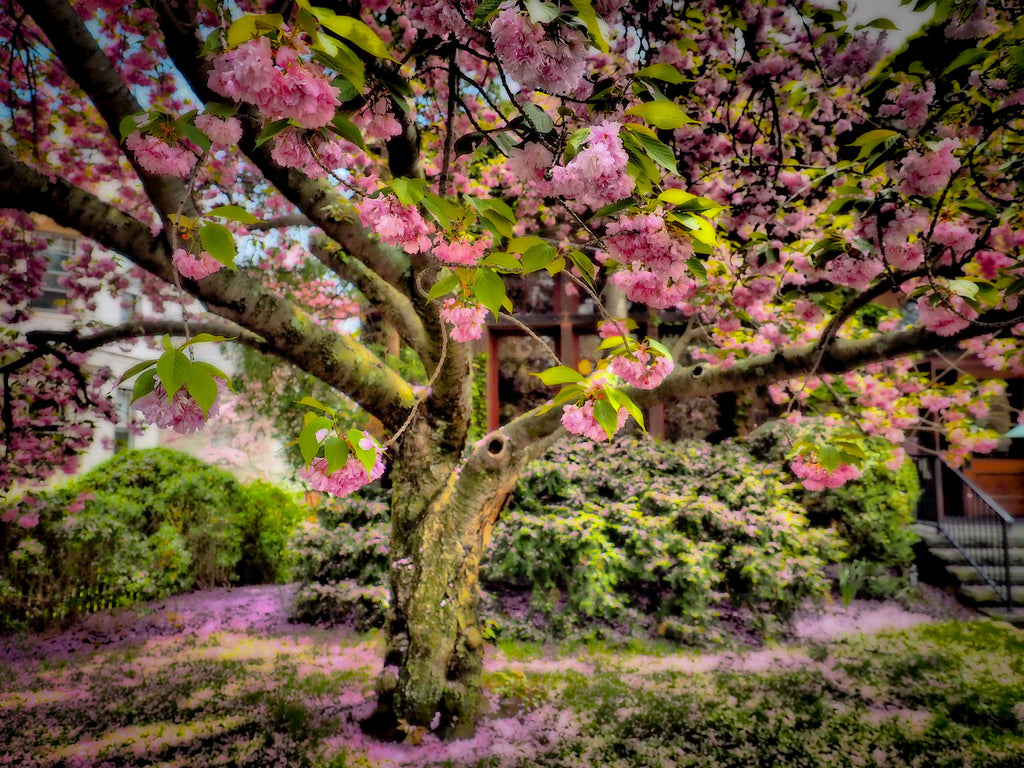 Pink Tree
