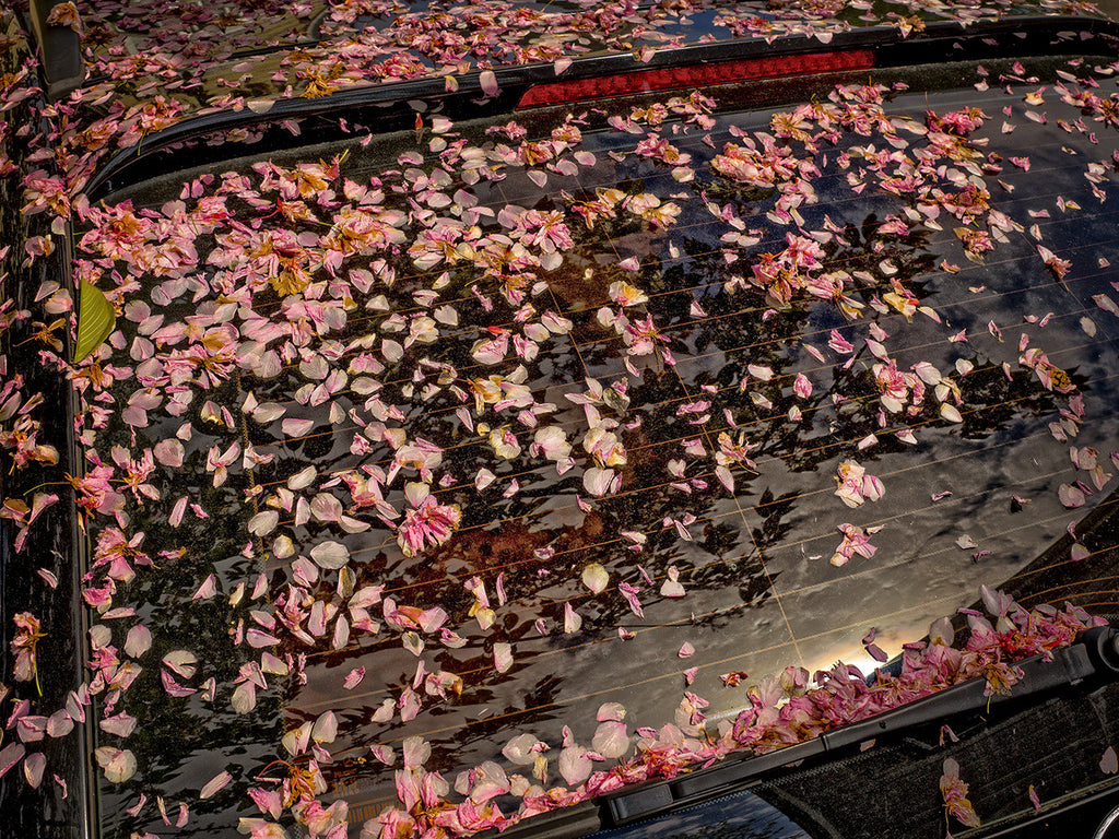 Cherry Blossoms On Rear Window