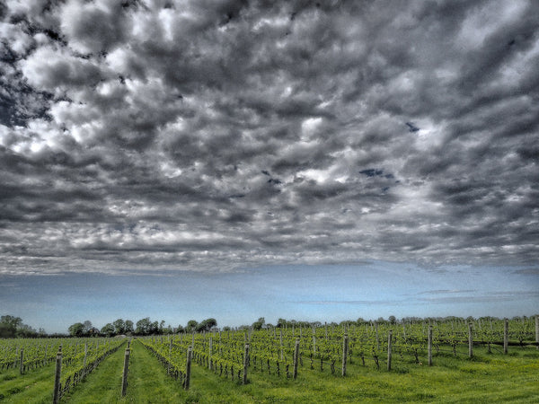 North Fork Grapes