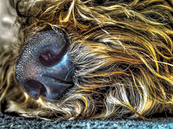 Whiskers