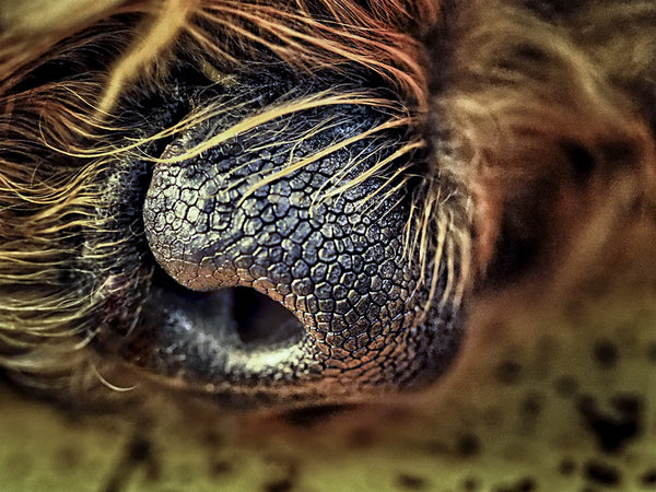 Nose