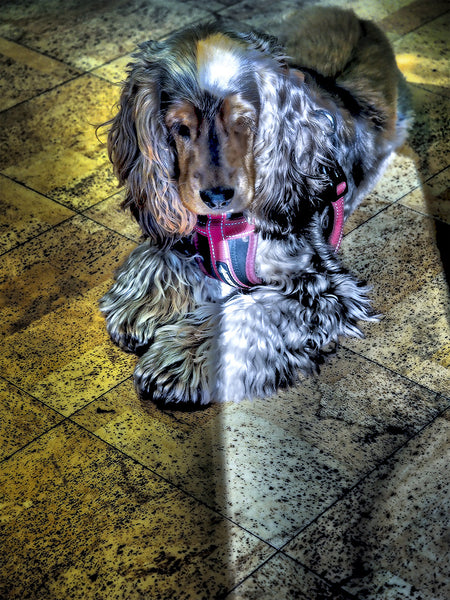 Jaxx In Sunlight