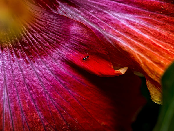 Ant On Red Flower