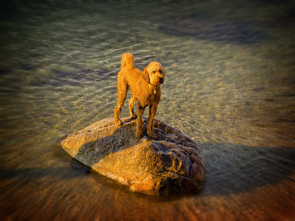 Dog On Rock