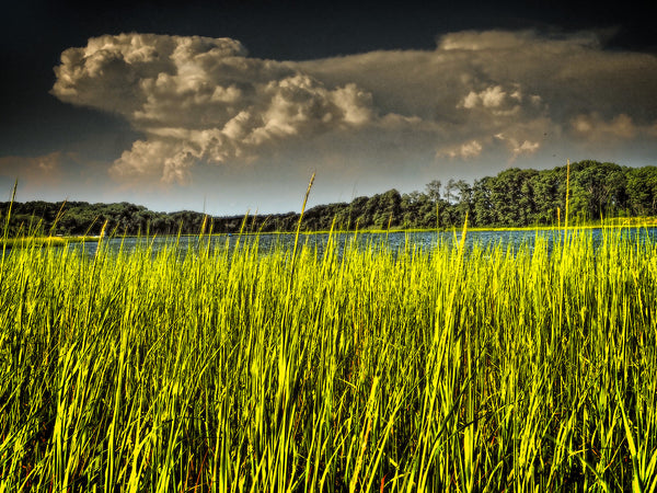 Tall Grass 2