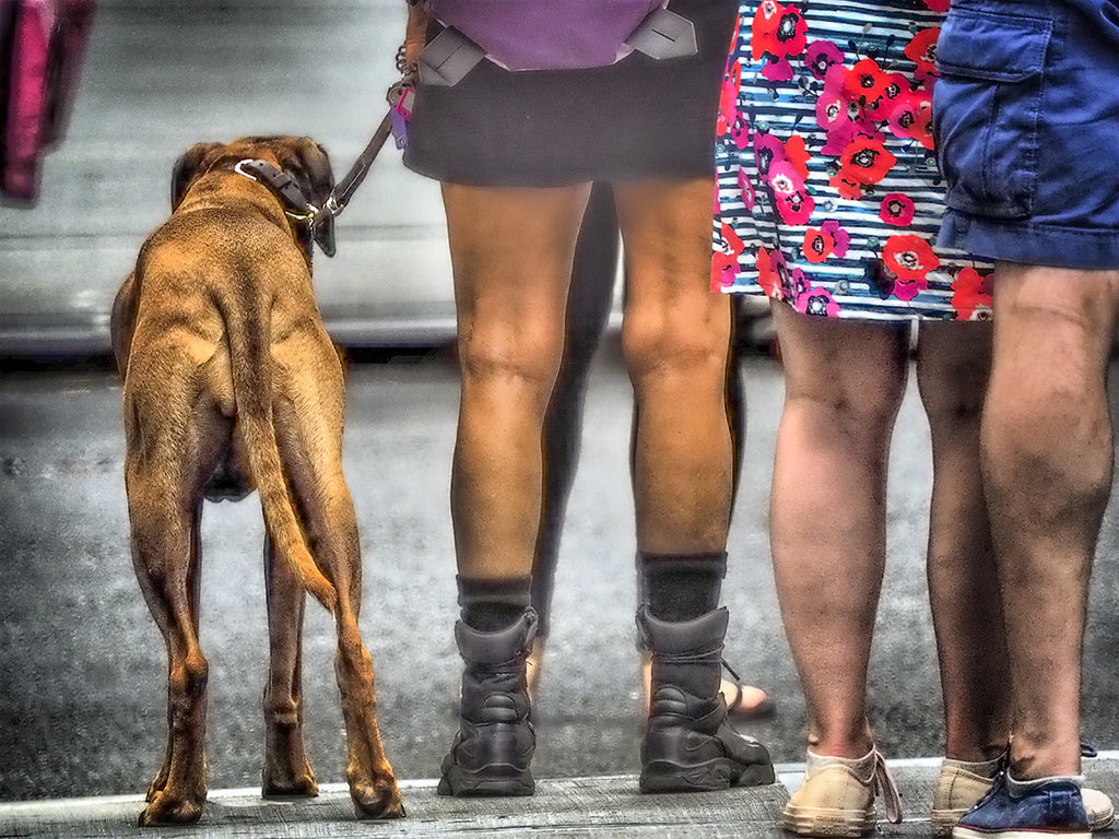 Many Legs