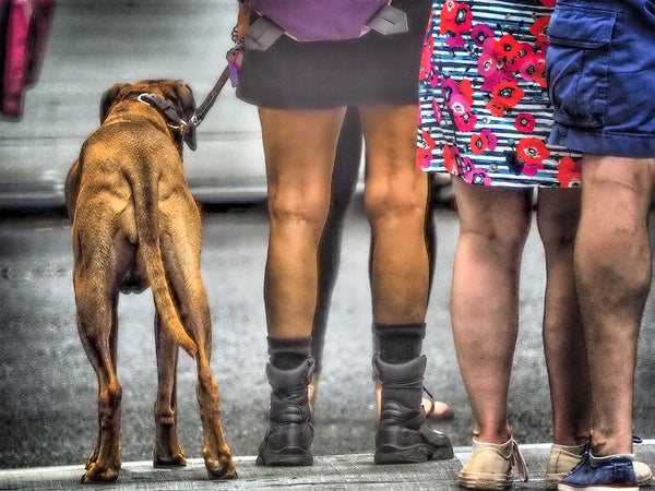 Many Legs