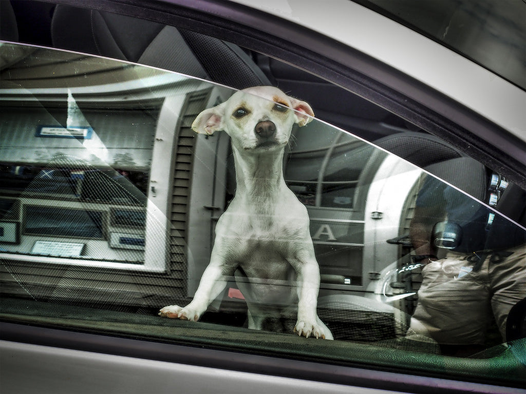 White Dog in White Car