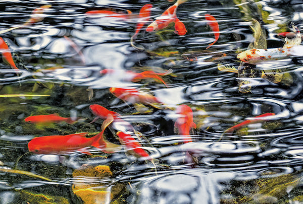 Pond Abstraction