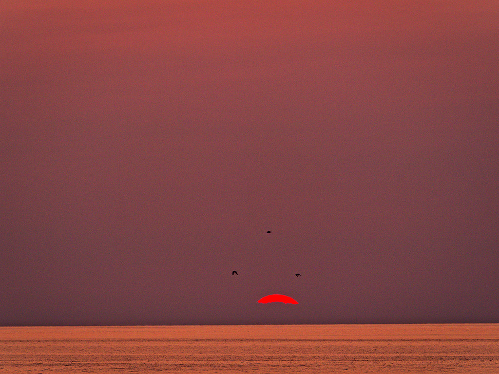 Three Birds And Sun