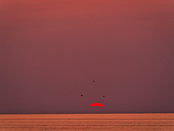 Three Birds And Sun