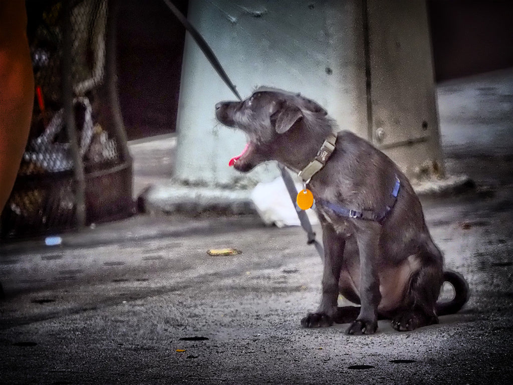 Yawning Dog
