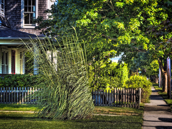 Tall Grass 1