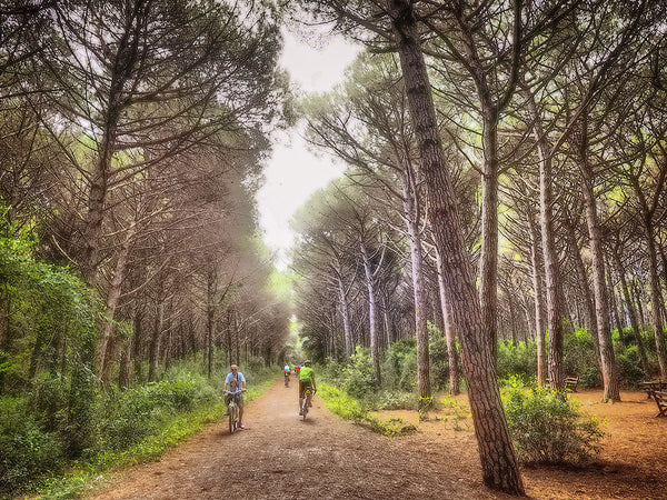 Pine Forest