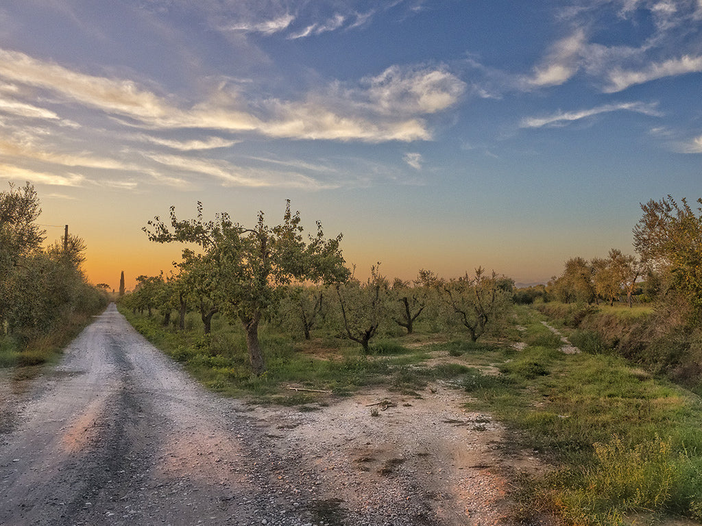 Road at Sunset