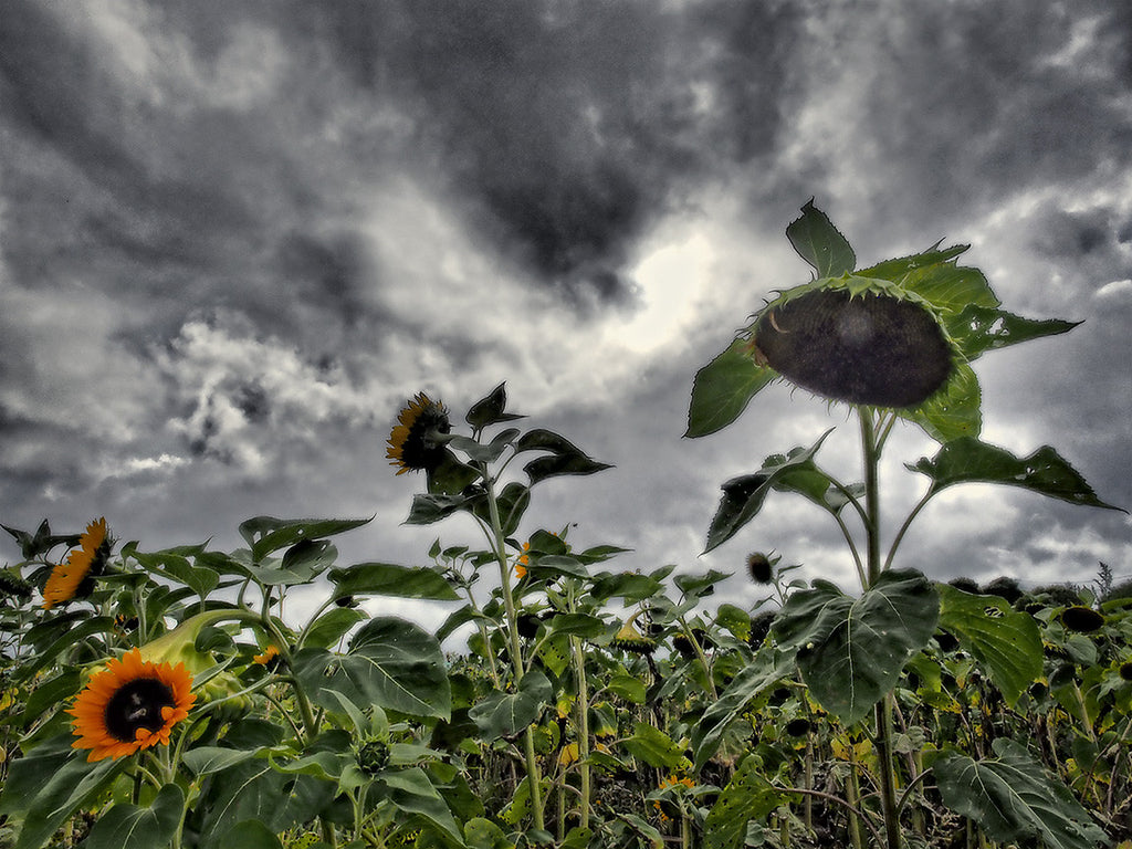 Sun Flowers and Approaching Storm