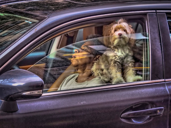 Sleeping Motorist and Watchful Dog