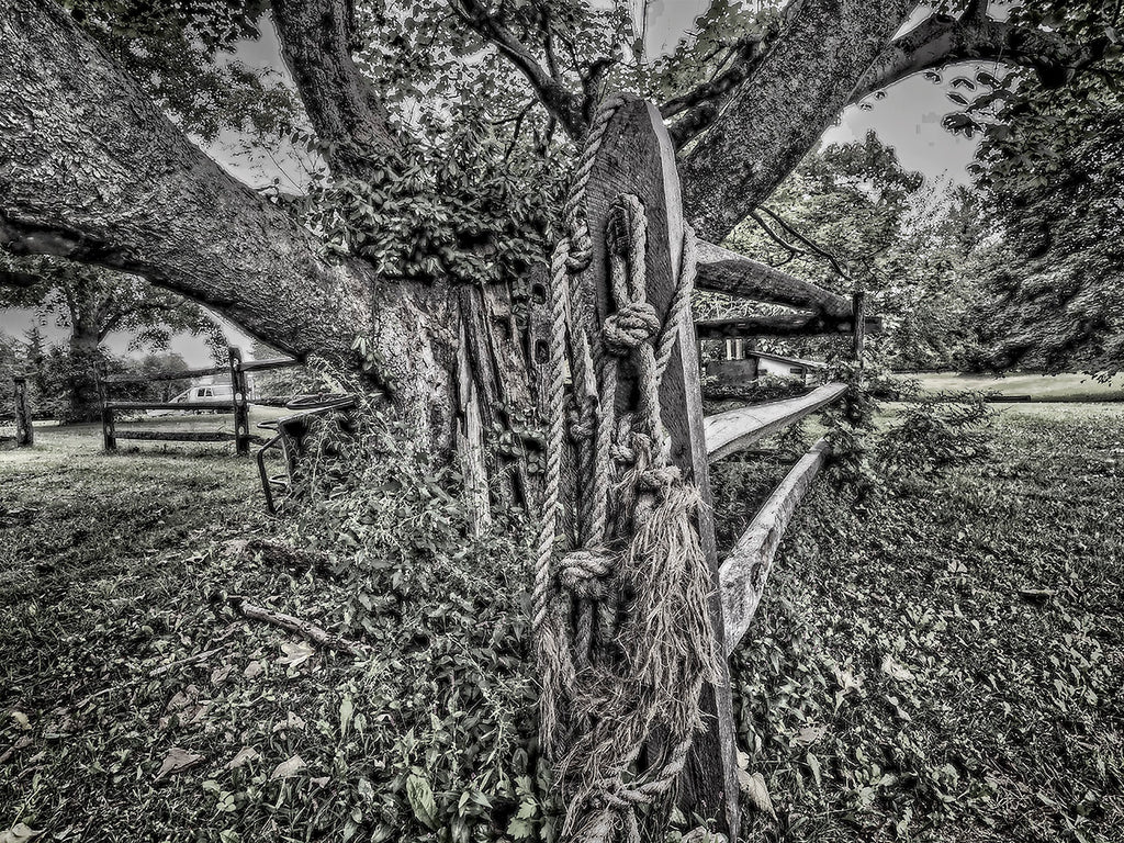 Old Fields Old Tree